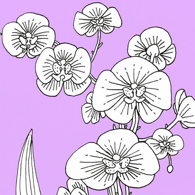 a detailed pen and ink botanical illustration of orchids against a pastel purple background