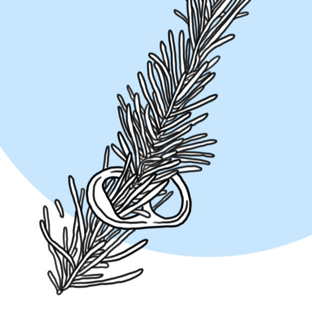 a simple digital illustration of a pop can tab threaded onto a pine twig